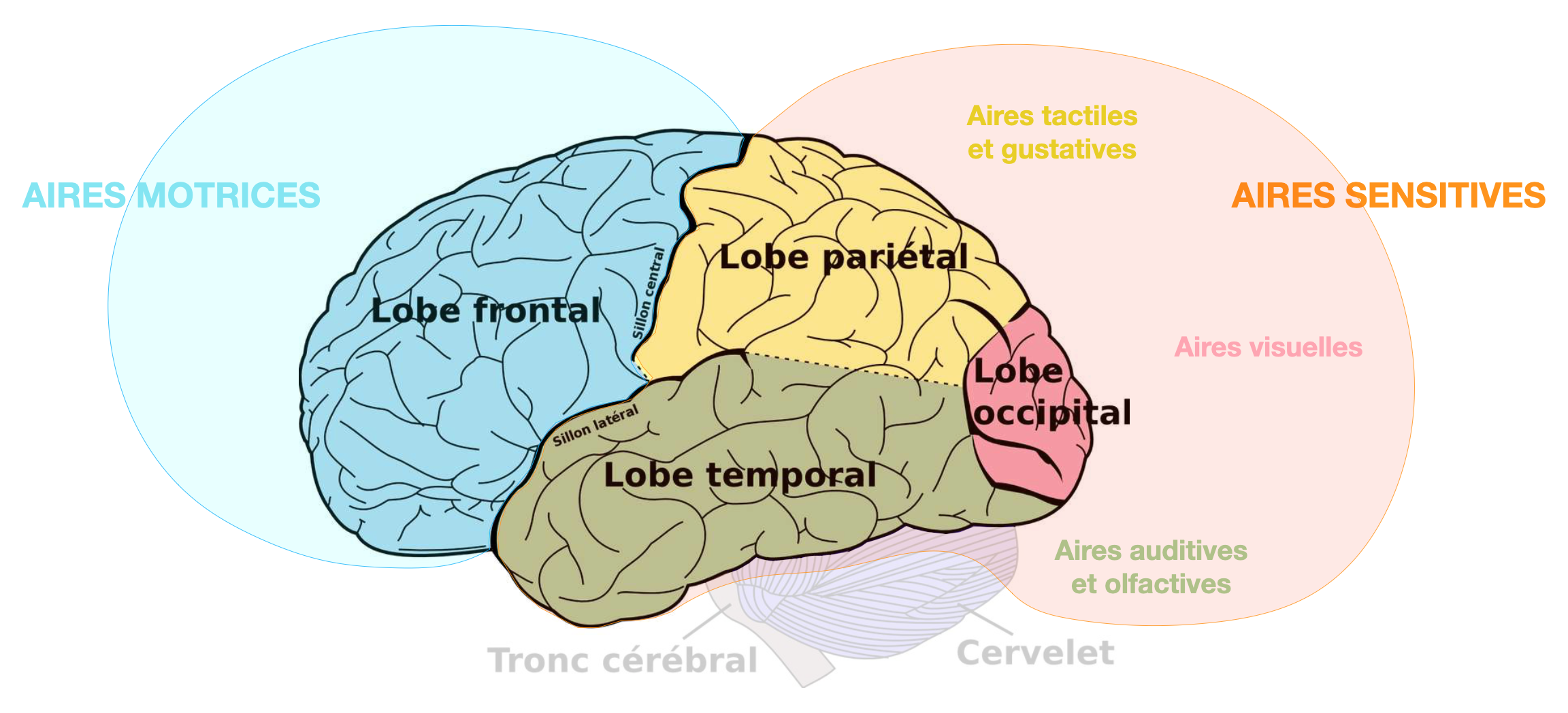 © The Open University - Régions lobaires du cerveau