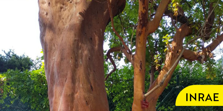 un arbre de la Villa Thuret